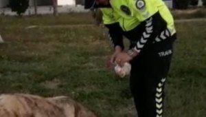 Polisin hayvan sevgisi