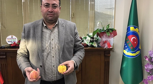 Sezonun ilk turfanda şeftalisi Tarsus'ta hasat edildi