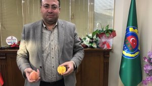 Sezonun ilk turfanda şeftalisi Tarsus'ta hasat edildi