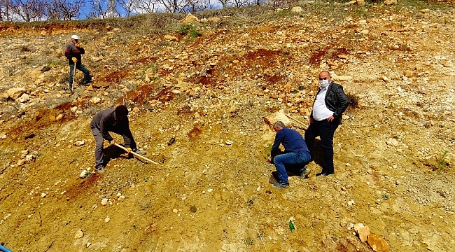 Güneyyurt'ta 3 bin çam fidanı toprakla buluşturuldu