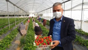 Silifke'de çilek ihracatı başladı