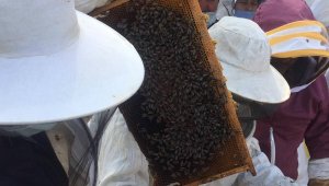 -Arıcılık Kursu Tamamlandı