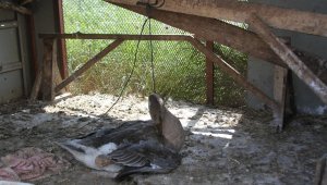 Beslediği kazı kümeste boğazından iple asılmış halde buldu, yapanlara demediğini bırakmadı