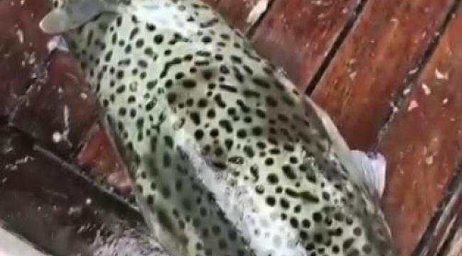 Dev balon balıkları oltaya takıldı