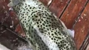Dev balon balıkları oltaya takıldı