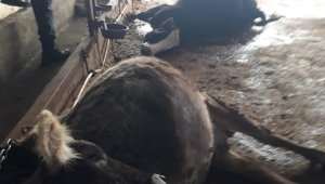 Elektriğe kapılan 9 hayvan telef oldu