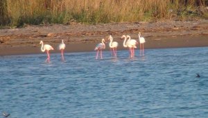 Flamingoların fırtına molası