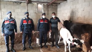 Jandarma kaybolan hayvanları termal İHA ile buldu