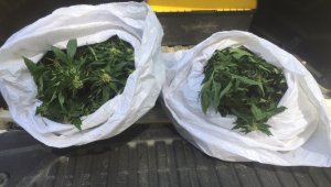 Alanya'da 20 kilogram esrar ele geçirildi