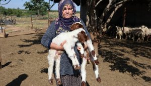 Bakanın hediye ettiği 40 koyun 80'e çıktı