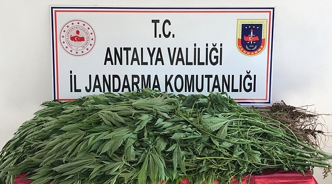 Domates serasındaki kenevir üretimine jandarma baskını