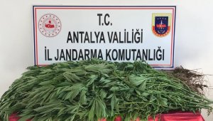 Domates serasındaki kenevir üretimine jandarma baskını
