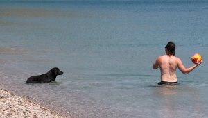 Dünyaca ünlü sahilde sokak köpeğinden turistleri şaşırtan davranış