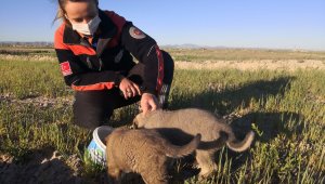 Kuyuya düşen 2 yavru köpek AFAD ekiplerince kurtarıldı