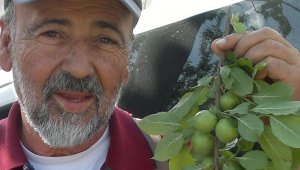 Mersin Mut'da Erik fiyatı yarı yarıya düştü, üretici hasadı durdurdu