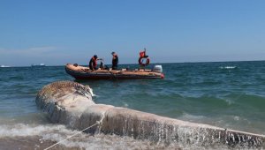 Mersin'de Dev balinaya gemi çarpmış