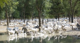 Başkan Konuk: "Ekolojik çözümün raflara ulaşan bereketiyle de ekosisteme yatırımın ödülünü alıyoruz"