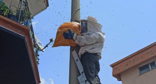 Elektrik direğine oğul veren arılar kovana alındı