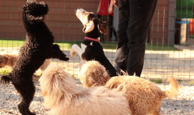Royal Dog Club köpekleriniz için en ideal ortam