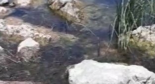 Yılan balığı yutmaya çalıştı, çeken vatandaşın diyalogları gülümsetti