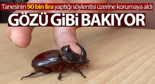 Boynuzlu gergedan böceğine gözü gibi bakıyor