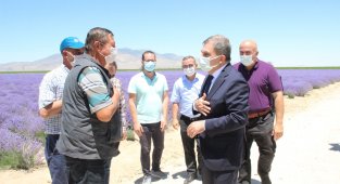 Vali Işık, lavanta tarlasında incelemelerde bulundu