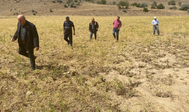 Karaman'da aniden yağan dolu, nohut tarlalarına zarar verdi