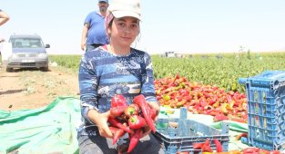 Karaman'da üretilen salçalık biberler 7 ile gönderiliyor