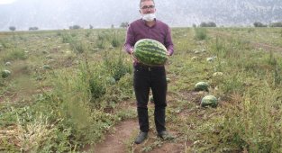 Gembos Ovası'nda karpuz hasadı başladı