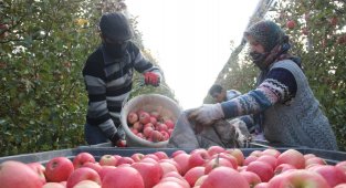 Karaman'da günlük 13 bin kişi elma toplamaya gidiyor