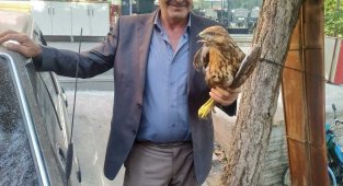 Yaralı vaziyette bulunan Kızıl şahin koruma altına alındı