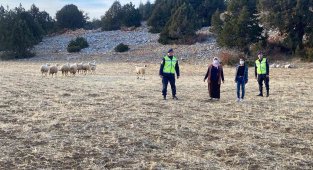 Karaman'da kayıp koyunları jandarma drone ile buldu