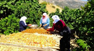 Türkiye'nin tek farklı iklimine sahip köyünde incir pestili yapıyorlar