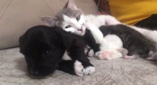 Anne kedinin yavru köpeğe şefkati