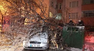 Aksaray'da etkili olan kar yağışı ağaçları devirdi
