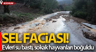 Bodrum’da sel faciası, evleri su bastı, sokak hayvanları boğuldu
