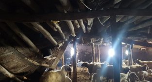 Karaman'da karın ağırlığına dayanamayan ağılının çatısı çöktü