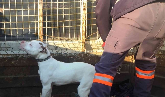 Konya'da başıboş pitbull cinsi köpek yakalanarak barınağına götürüldü