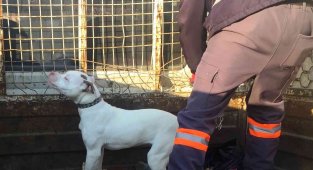 Konya'da başıboş pitbull cinsi köpek yakalanarak barınağına götürüldü