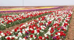 Açan laleler tarlayı renk cümbüşüne çevirdi