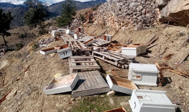 Karaman'da ayılar arı kovanlarını parçaladı