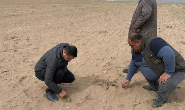 Kulu'da kum fırtınası ekili alanlara zarar verdi