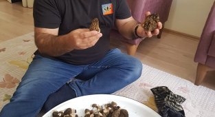 Konya'da kilosu 350 liradan alımı yapılan kuzugöbeği hasadı başladı