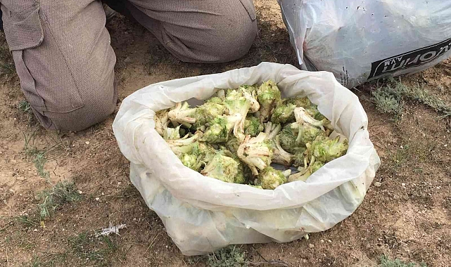 Kulu'da kenger toplama zamanı başladı
