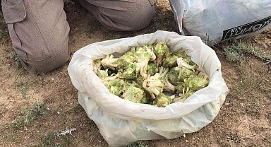 Kulu'da kenger toplama zamanı başladı