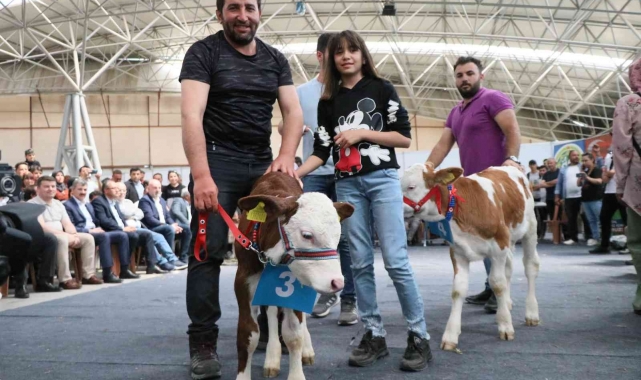 Kuzu ve buzağılar güzellikte yarıştı
