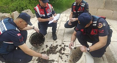 Salyangoz avcısı jandarmaya yakalandı