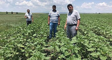 Beyşehir'de ayçiçeği ve nohut ekili alanlarda inceleme