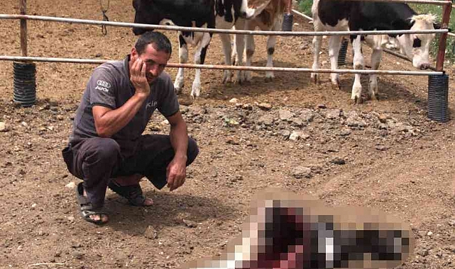 Karaman'da ahıra giren kurtlar buzağıyı yedi