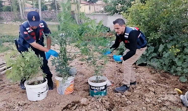 Kova kova kenevir ekimine jandarma baskını